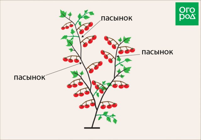 Как формировать томат в 2 стебля схема